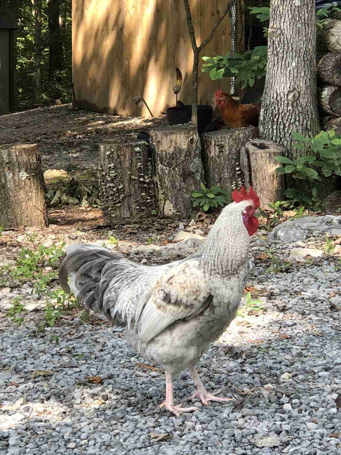 How Many Chickens Can You Have In Your Backyard? - BackyardChickenNews