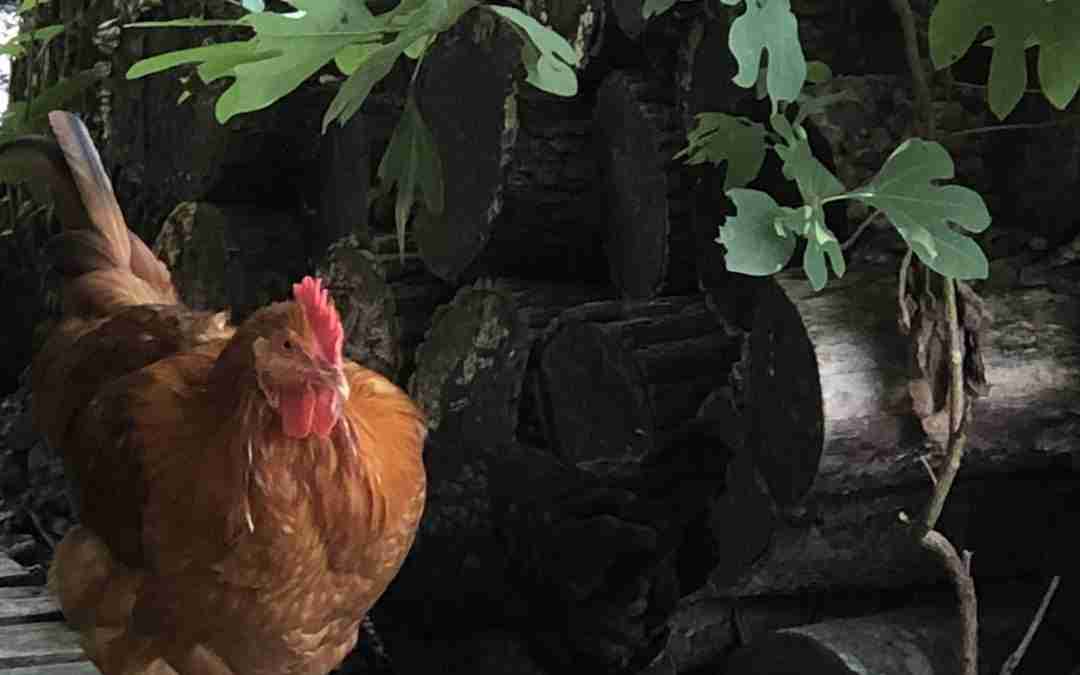 How Many Chickens Can You Have In Your Backyard? - BackyardChickenNews