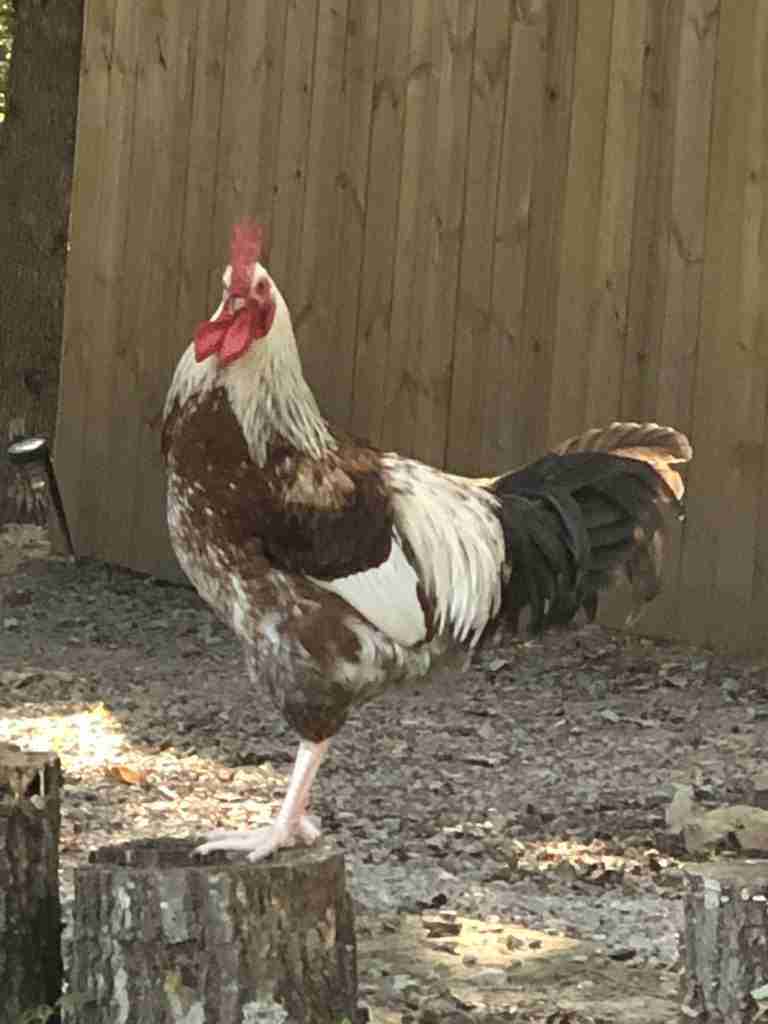 How Many Chickens Can You Have In Your Backyard? - BackyardChickenNews