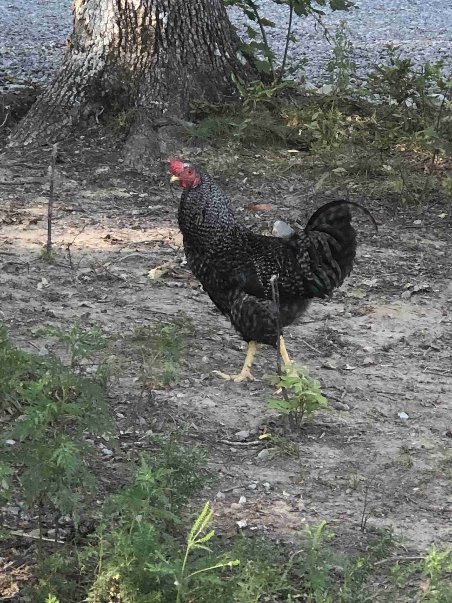 \"How How Does Raising Chickens Compare to Raising Ducks?