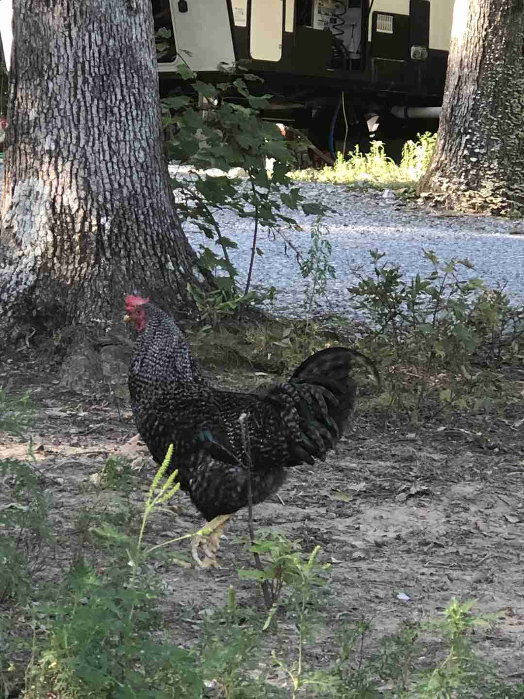 Picture of How to Keep Backyard Chickens Safe? - BackyardChickenNews