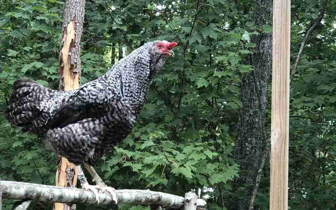 Can the American Pasture Poultry Producers Association Help Revitalize ...
