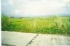 FOR SALE: Lot / Land / Farm Nueva Ecija 2