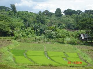 FOR SALE: Lot / Land / Farm Binangonan