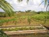 FOR SALE: Lot / Land / Farm Tagaytay 3