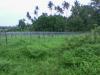 FOR SALE: Lot / Land / Farm Quezon