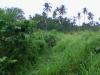 FOR SALE: Lot / Land / Farm Quezon > Other areas