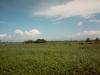 FOR SALE: Lot / Land / Farm Batangas > Lipa City