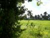 FOR SALE: Lot / Land / Farm Cavite > Silang 2