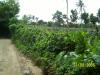 FOR SALE: Lot / Land / Farm Cavite > Silang