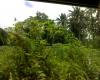 FOR SALE: Lot / Land / Farm Quezon