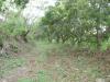 FOR SALE: Lot / Land / Farm Batangas 3