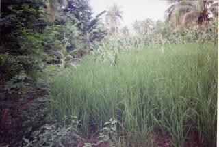 FOR SALE: Lot / Land / Farm Batangas > Other areas 1