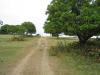 mango trees and dirt road inside property
