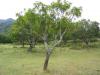 sample picture of mango trees on site