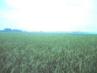 farm for sale, ricefield, for sale, lot farm 