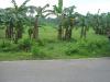 FOR SALE: Lot / Land / Farm Cebu