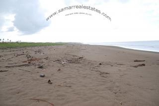 Organic debris on the beach, no garbage, virgin, unexploited, no industry here.