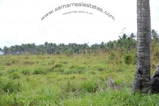 The subdivision, 1st lot is on left, 13th lot is on right next to the coconut tree.