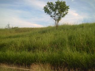 FOR SALE: Lot / Land / Farm Rizal > Cainta 1