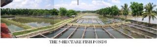 5 hectares fish pond