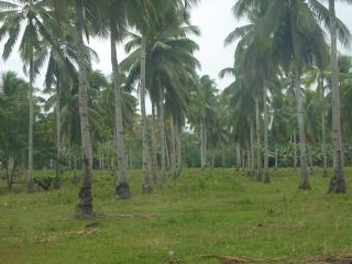 FOR SALE: Lot / Land / Farm Davao del Sur > Samal