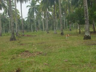 FOR SALE: Lot / Land / Farm Davao del Sur > Samal 1