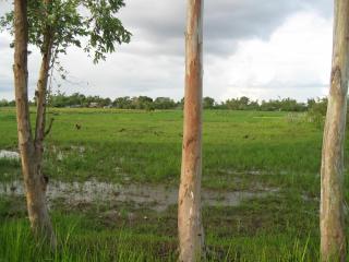 the lot  pictured from the main road