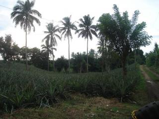 FOR SALE: Lot / Land / Farm Cavite 1