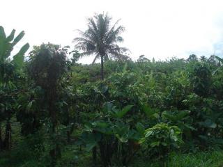 FOR SALE: Lot / Land / Farm Cavite > Silang 2