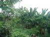 FOR SALE: Lot / Land / Farm Cavite > Silang 3