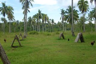 FOR SALE: Lot / Land / Farm Davao