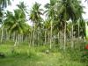 FOR SALE: Lot / Land / Farm Davao 4