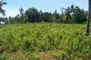 FOR SALE: Lot / Land / Farm Davao del Sur > Samal 1