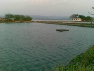 Sto Tomas Fish Farm