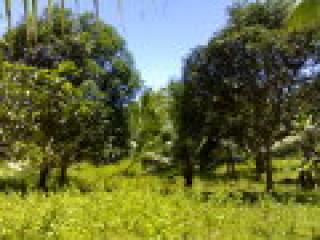 Babak, Samal Mango Orchard, Coconut and Langka