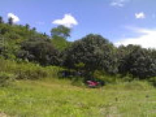 hectare Babak, Samal Mango Orchard