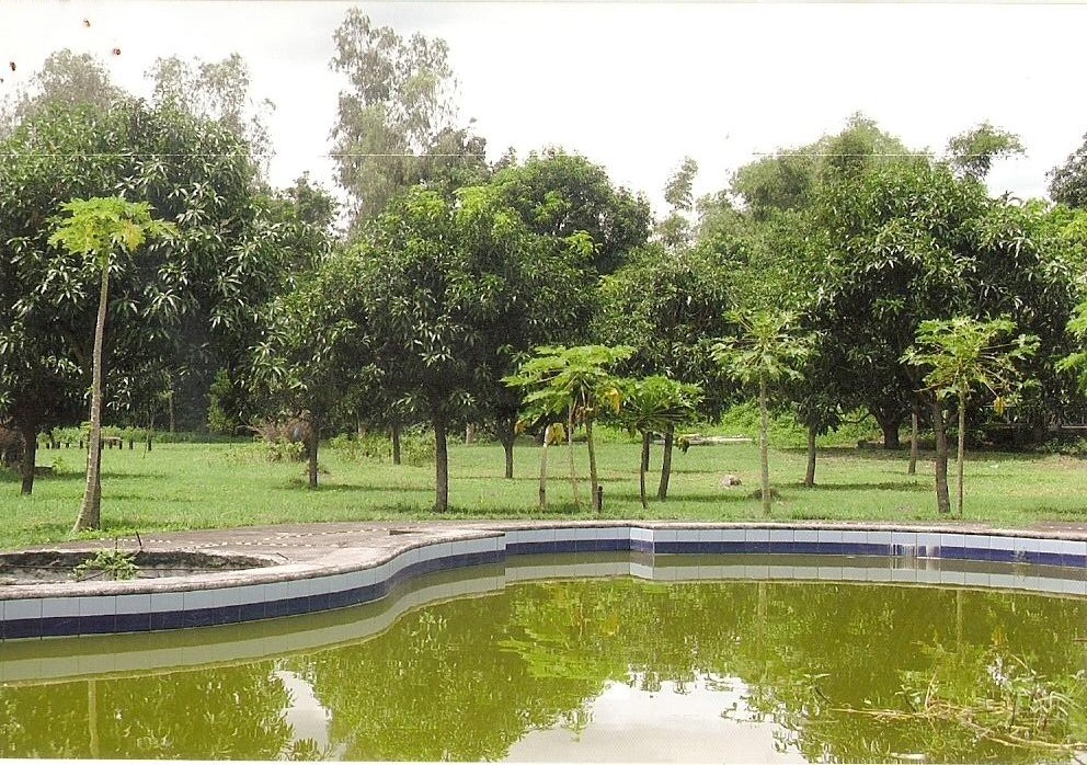 Mango Orchard