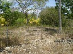 FOR SALE: Lot / Land / Farm Cebu 2