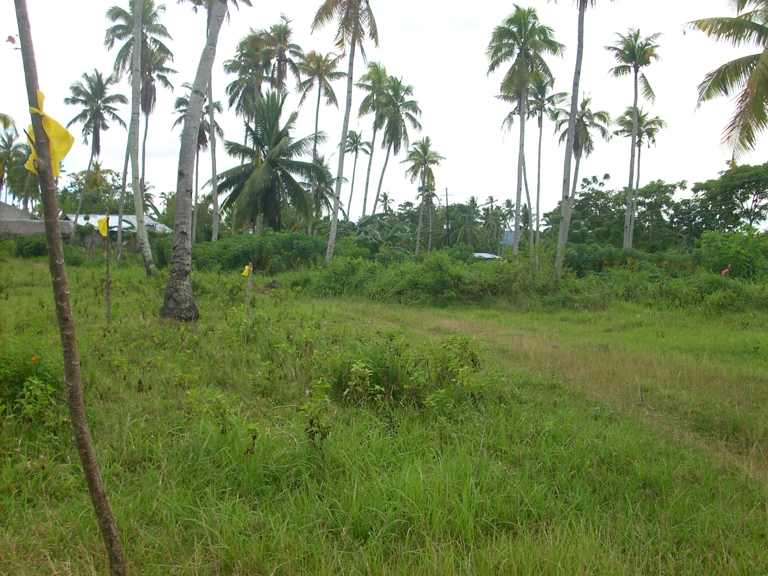 Kaputian Commercial Lot with common beach