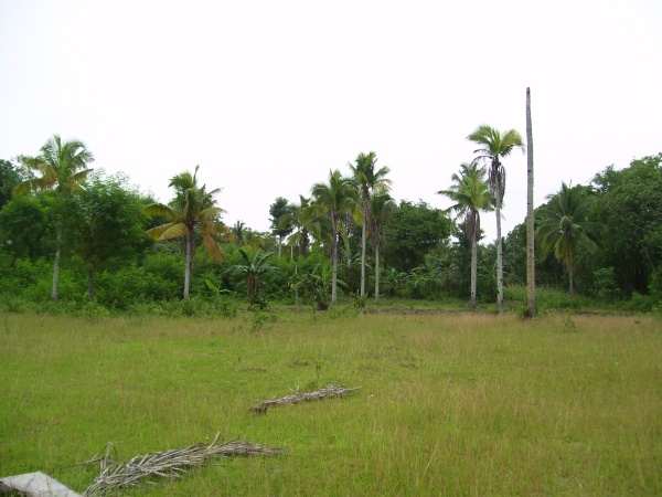 FOR SALE: Lot / Land / Farm Davao del Sur > Samal 2