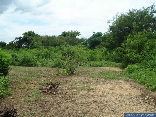 FOR SALE: Lot / Land / Farm La Union