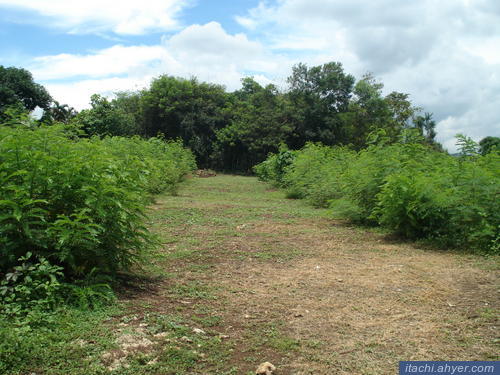 FOR SALE: Lot / Land / Farm La Union 6