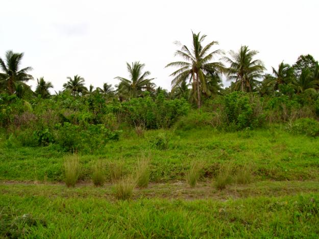 Beach Lot For Sale in Infanta, Quezon