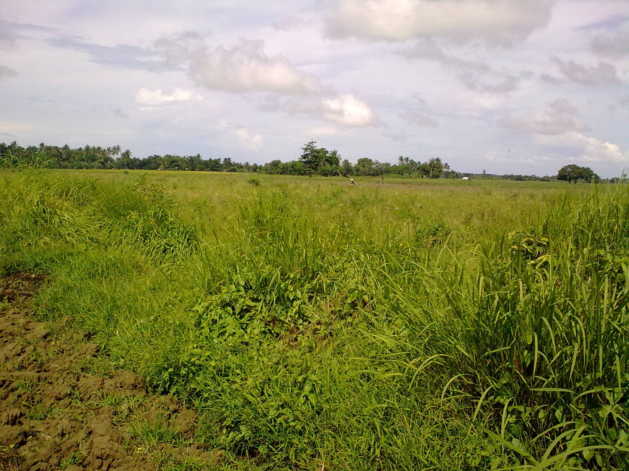 FOR SALE: Lot / Land / Farm Mindoro Oriental 2