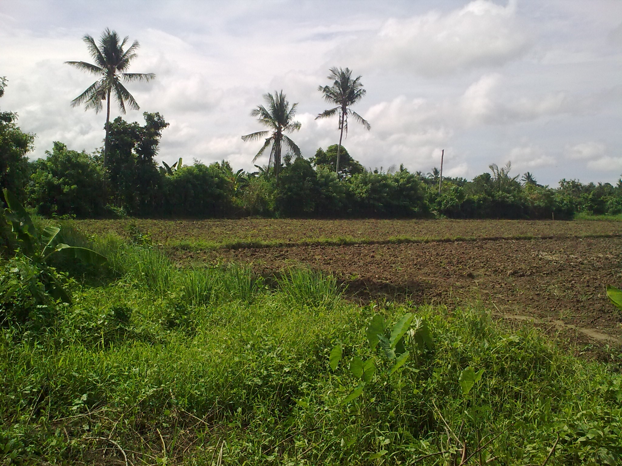 FOR SALE: Lot / Land / Farm Mindoro Oriental 5