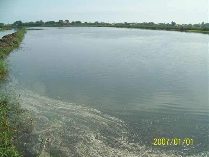 Fishpond1