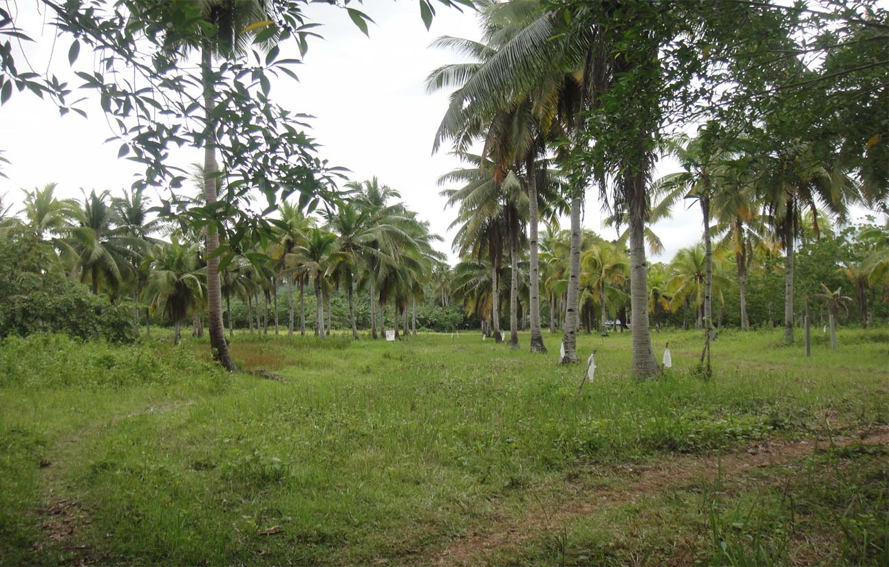 FOR SALE: Lot / Land / Farm Davao >Davao City 2