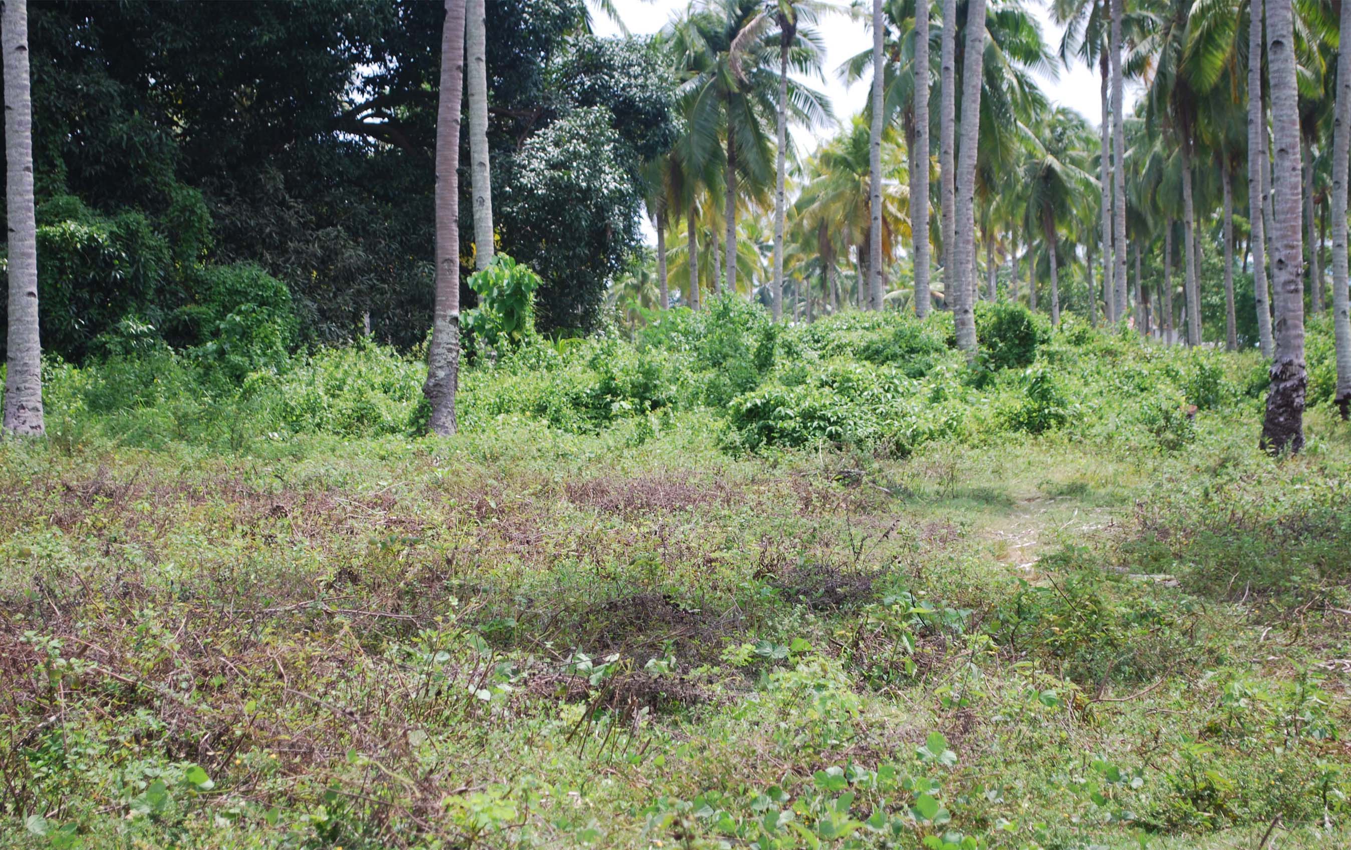 FOR SALE: Lot / Land / Farm Davao >Davao City 1