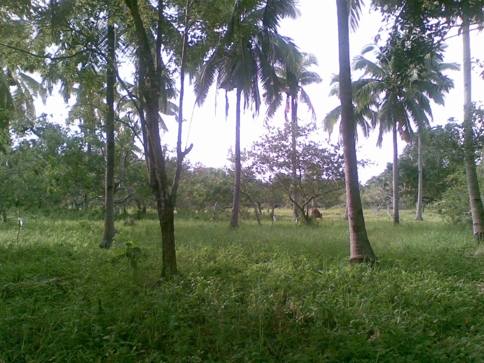 FOR SALE: Lot / Land / Farm Davao >Davao City